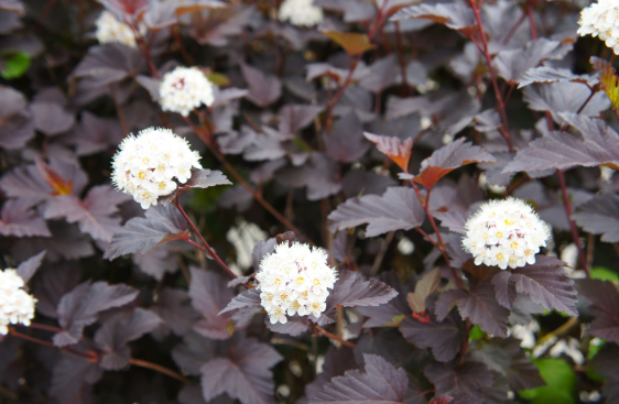 Ninebark (physocarpus opulifolius)