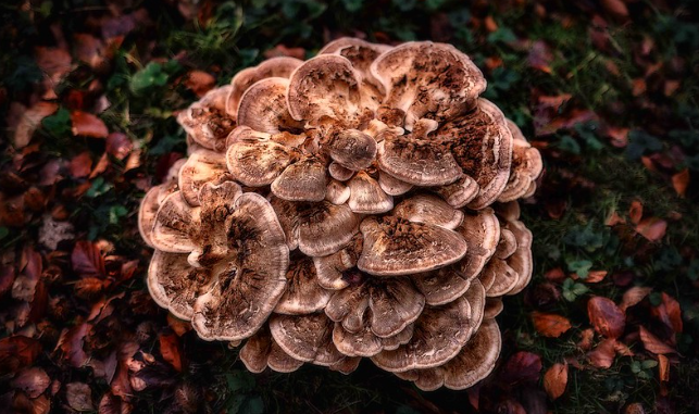 Maitake Mushroom