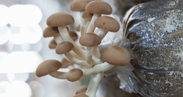 Mushroom Substrate Kit