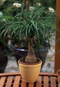 Ponytail palm