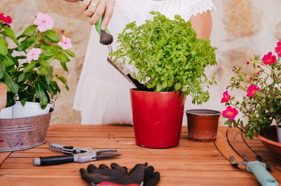 potting plants