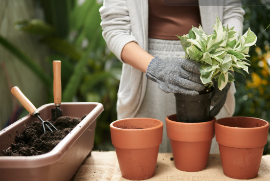 Repotting