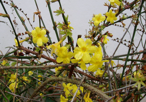 Winter Jasmine